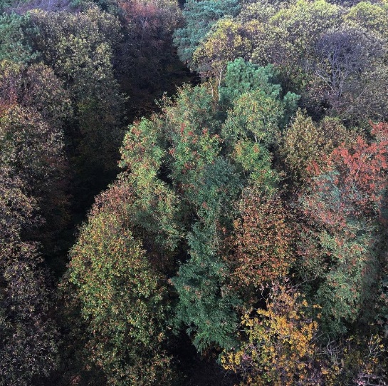 Autumn Trees